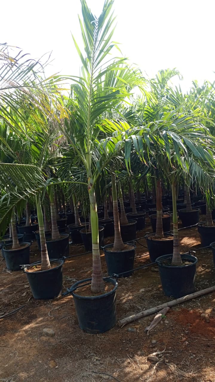 Areca Palm Tree 🌴شجرة أريكا بالم 🌴