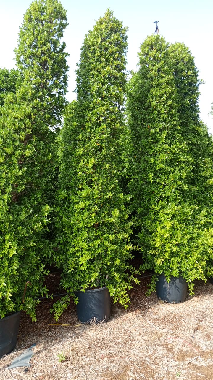 Boxwood Tree 🌿 شجرة البوكسوود 🌴