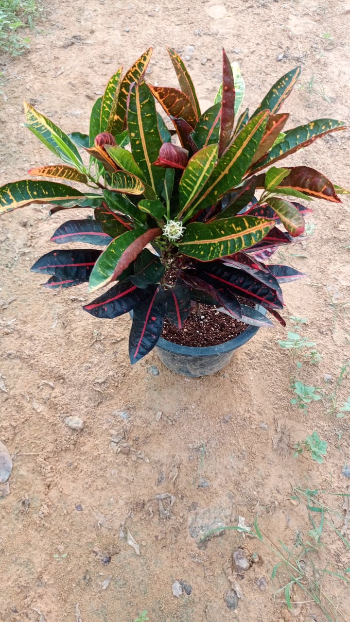 Croton كروتون