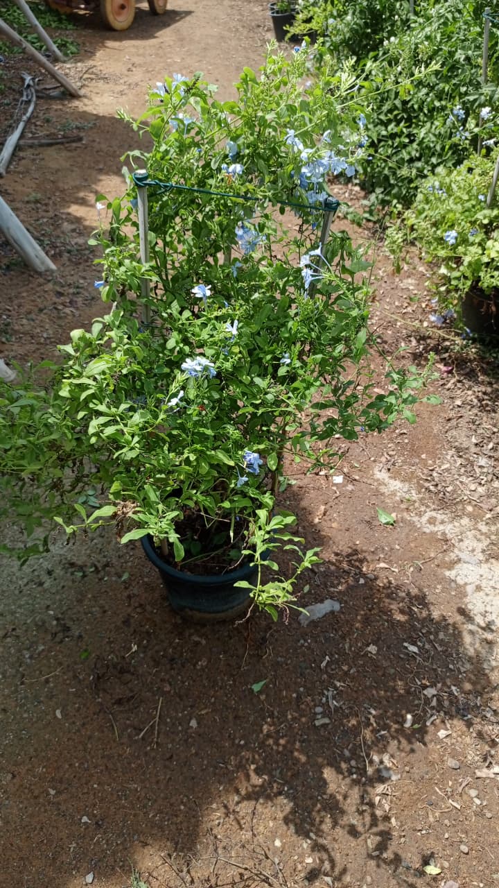 Plumbago رطريط" (Ratatrit)