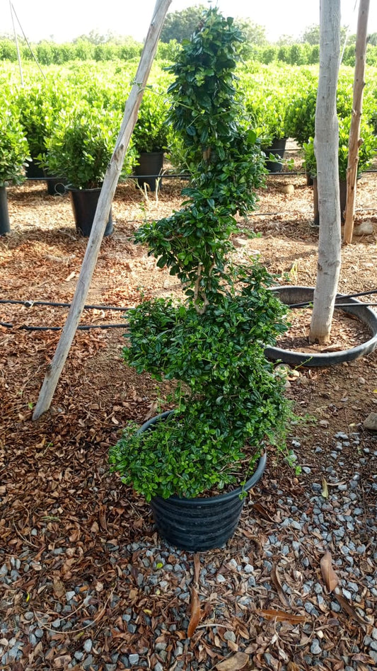 Topiary Tree 🌳شجرة التوبياري 🌳