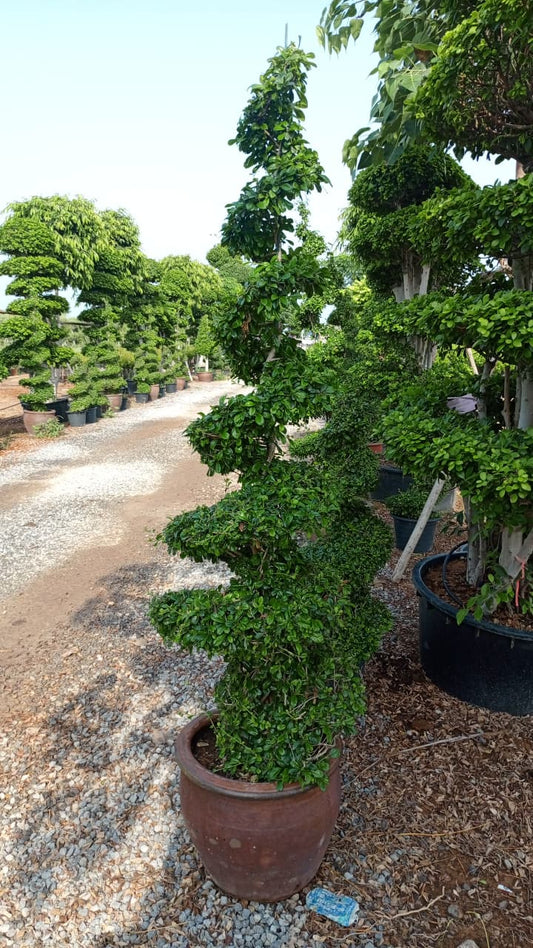 Ficus Tree 🌳شجرة الفيكس 🌳