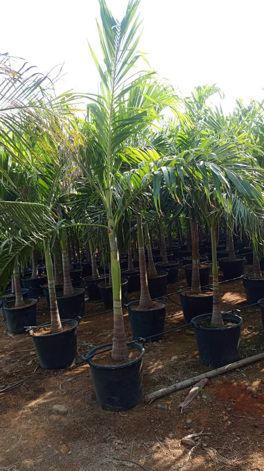 Areca Palm Tree 🌴شجرة أريكا بالم 🌴