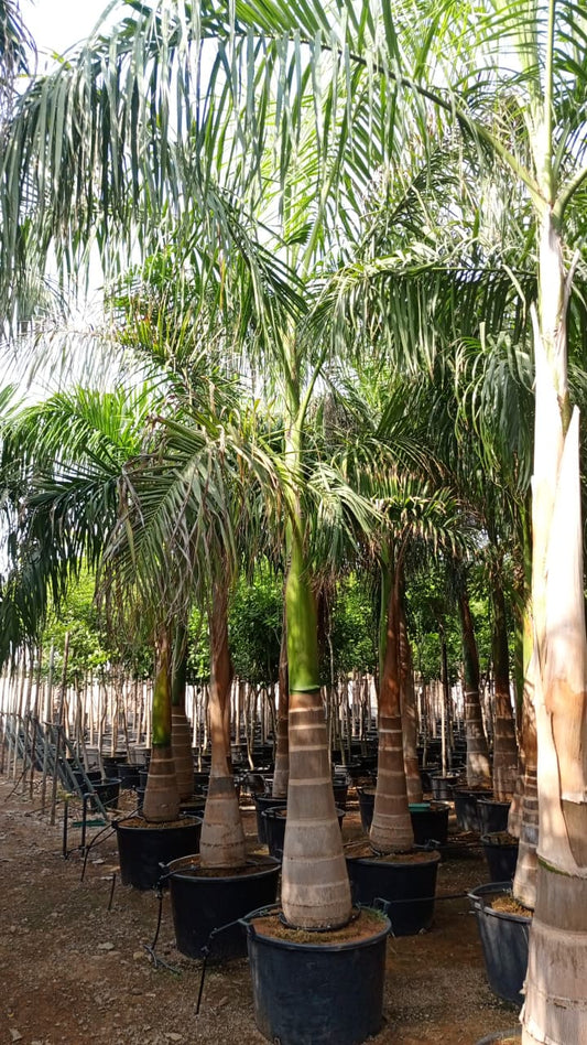 Palm Tree 🌴شجرة النخيل 🌴