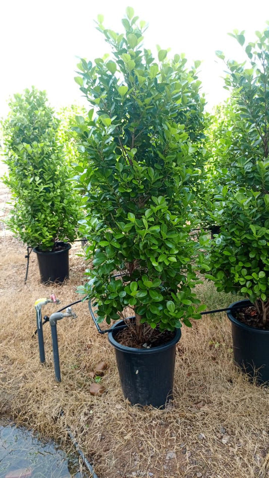 Buxus (Boxwood) Tree 🌿شجرة البوكسوود