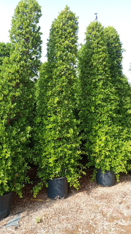Boxwood Tree 🌿 شجرة البوكسوود 🌴