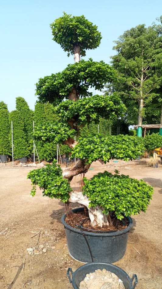 Ficus Bonsai Tree 🌱 شجرة الفيكس بونساي 🌴