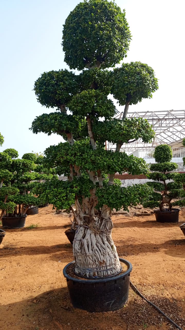 🌳 Ficus Tree (Topiary) / شجرة الفيكس (فن التوبيري)