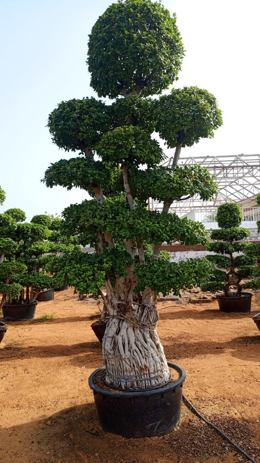 🌳 Ficus Tree (Topiary) / شجرة الفيكس (فن التوبيري)