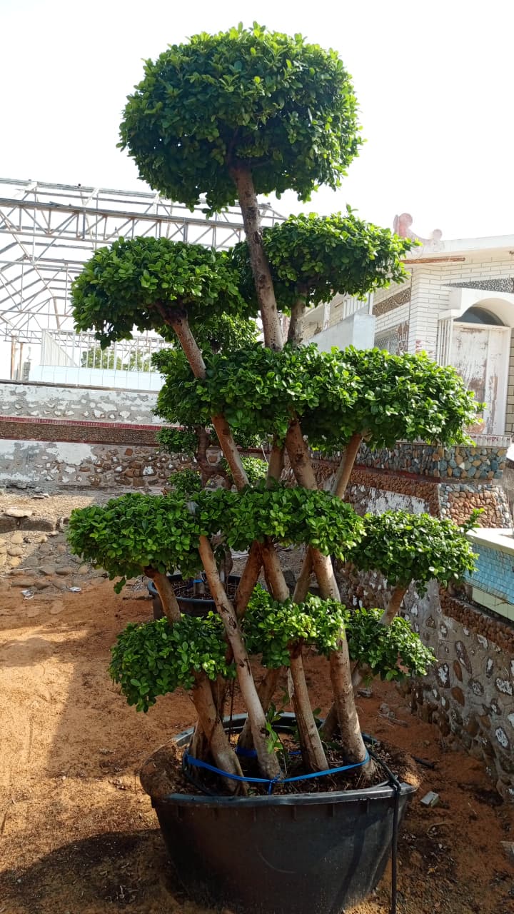 🌳 Ficus Tree (Topiary) / شجرة الفيكس (فن التوبيري)