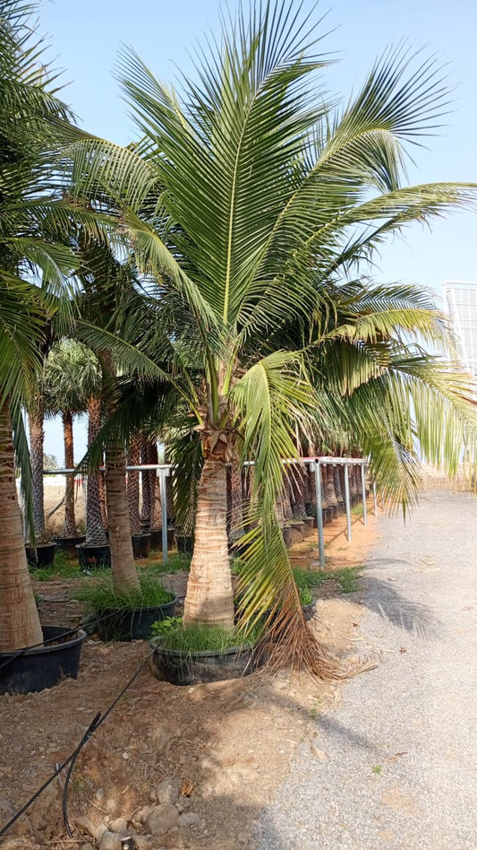 🌴 Coconut Tree / شجرة جوز الهند