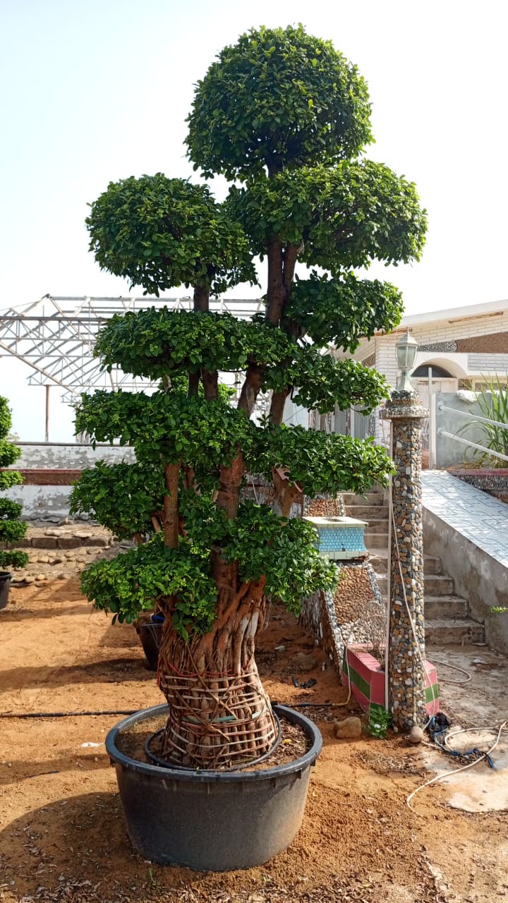 topiary tree  شجرة توبياري