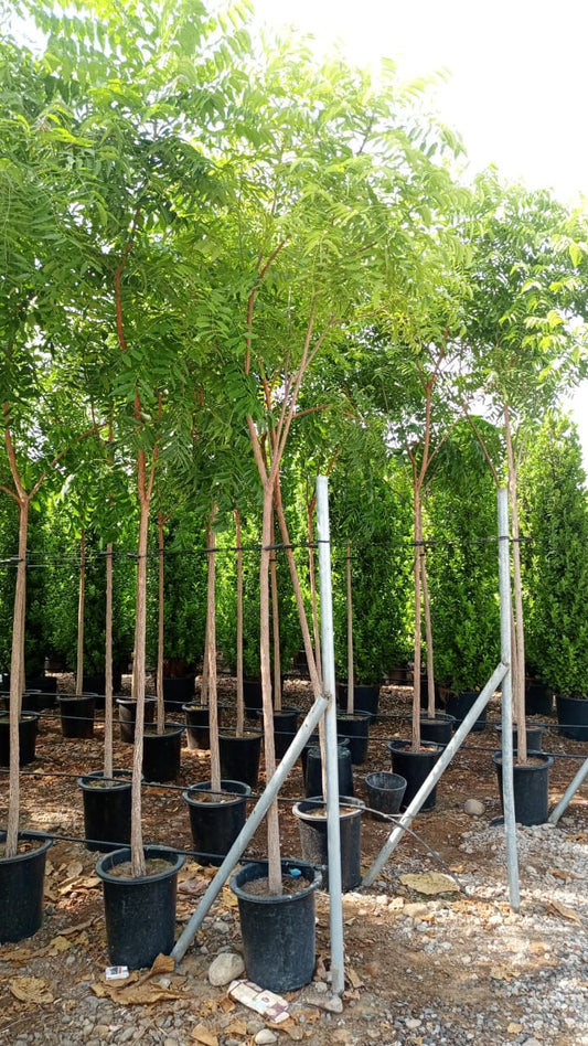 Neem tree شجرة النيم