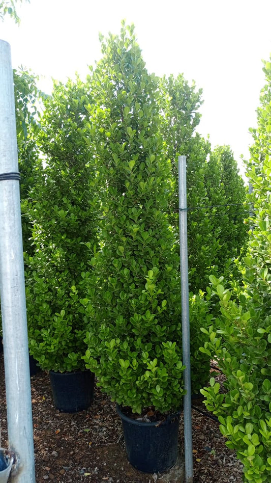Buxus sempervirens شجرة البقس