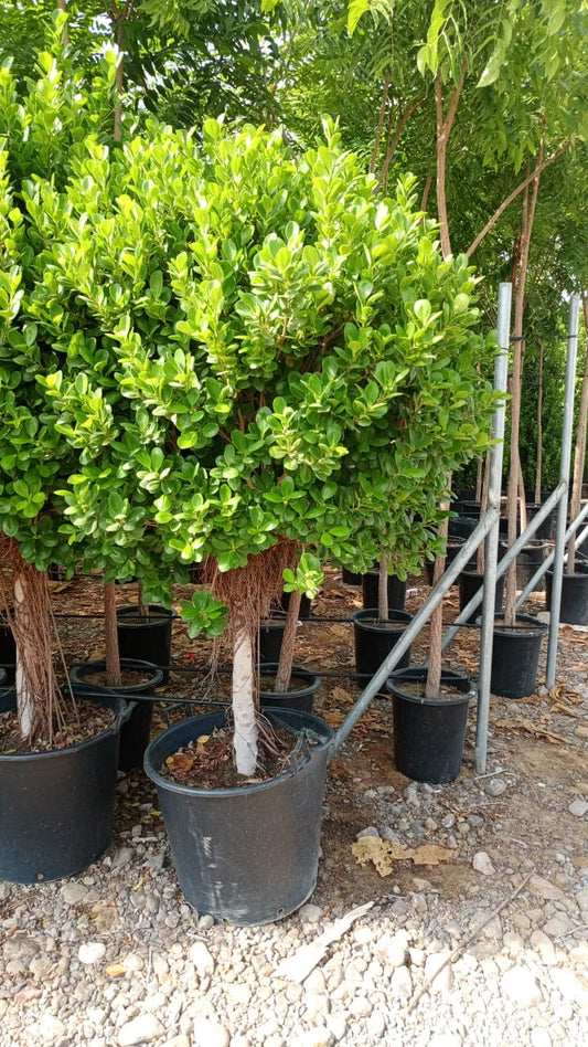 Likely Ficus