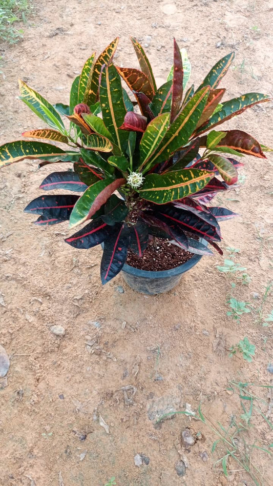 Croton  كروتون