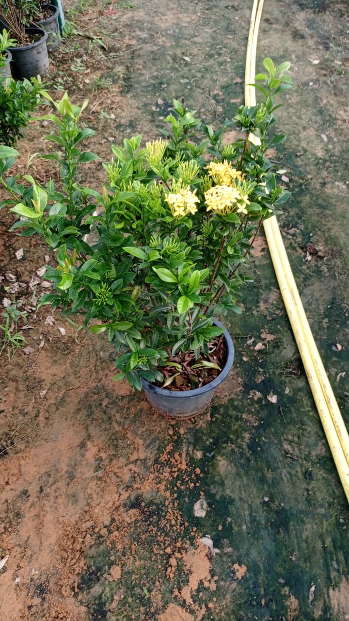 Ixora   إكسورا