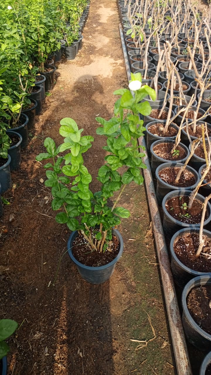 Gardenia قاردينيا