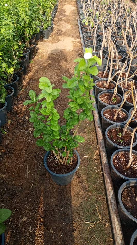 Gardenia قاردينيا