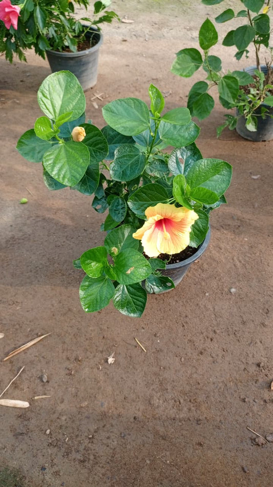 Hibiscus خُبّازِي (Khubbāzī)