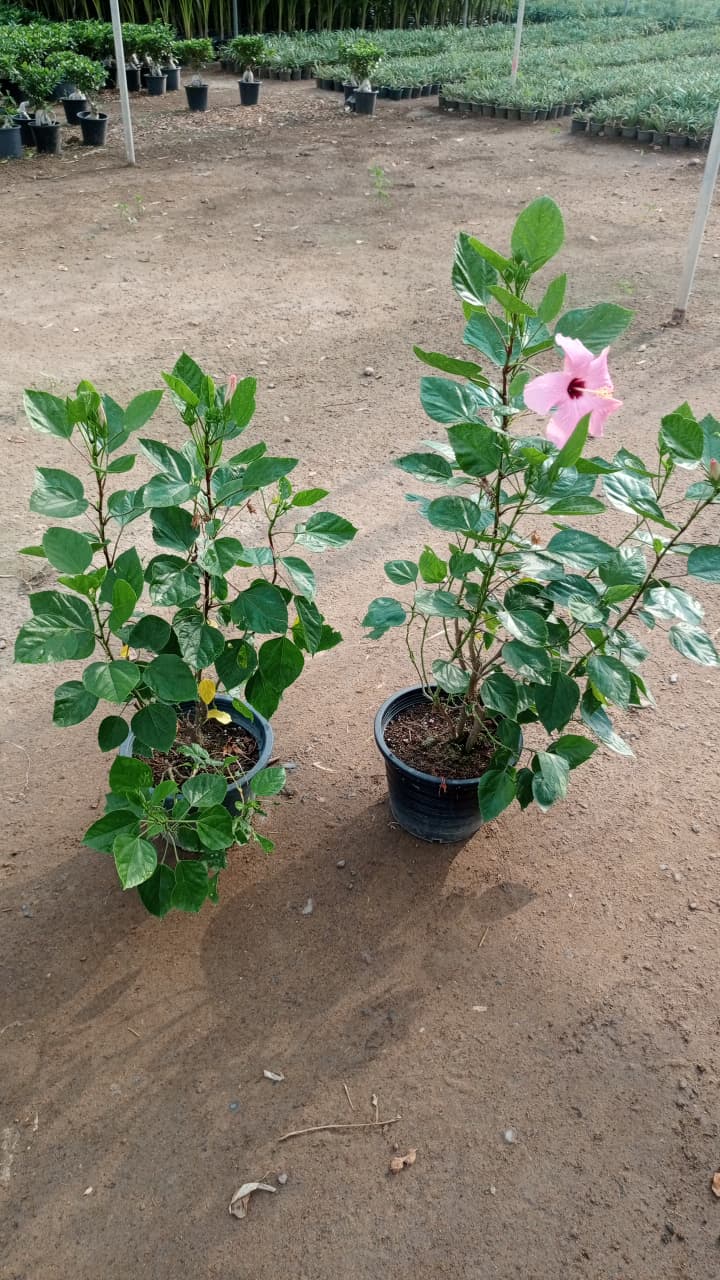Hibiscus  خُبَازِيّ (Khubāzī).