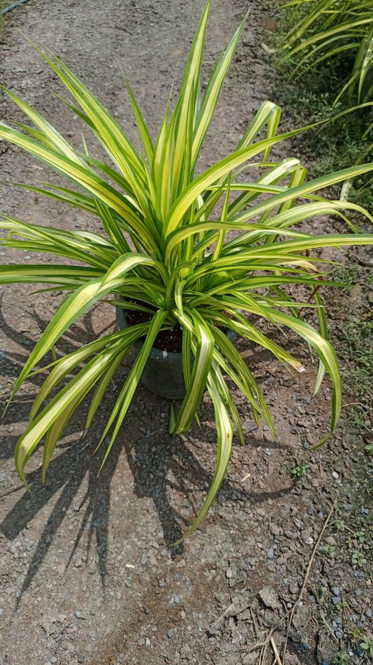 Spider Plant  نبات العنكبوت (Nabāt al-‘Ankabūt)