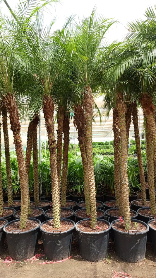 نخيل   Palm Tree