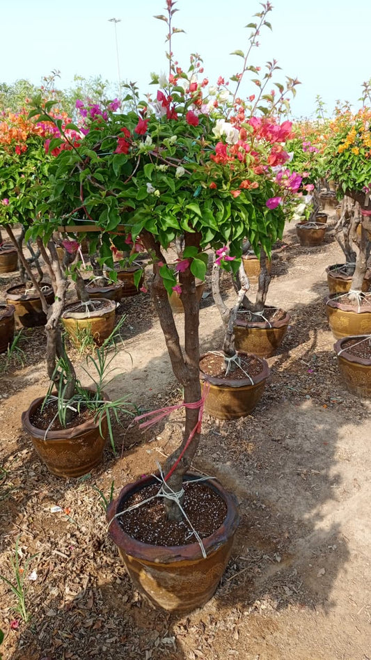 Bougainvillea 🌺 البوغنفيليا🌺
