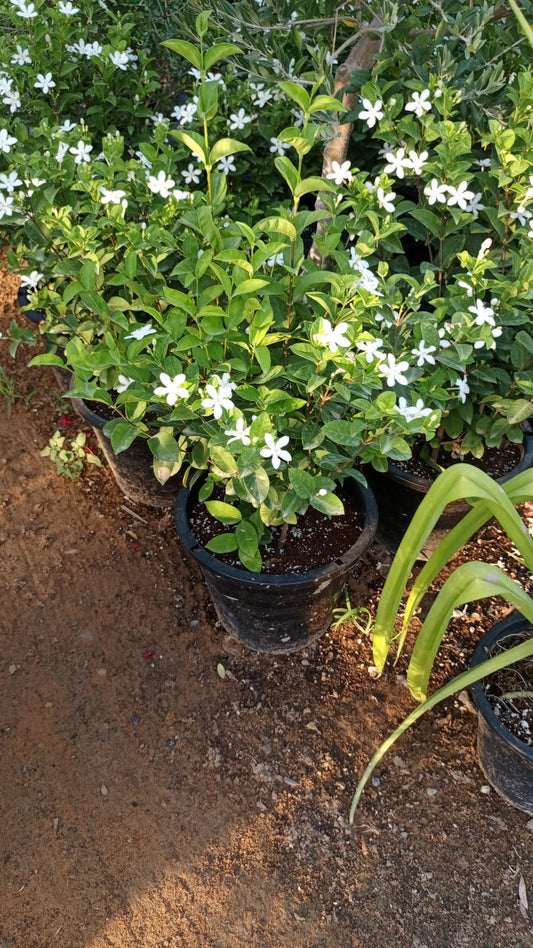 Madagascar Periwinkle 🌱 الوينكا المدغشقرية