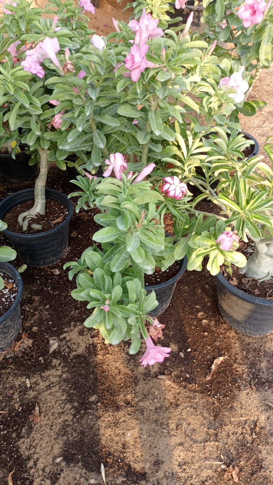 Desert Rose 🌸   روز القفار