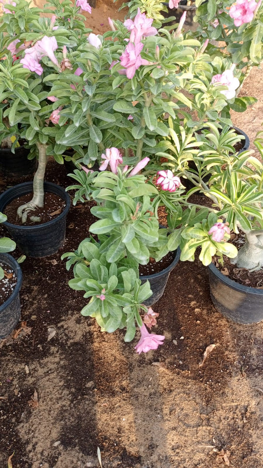 Desert Rose 🌸   روز القفار