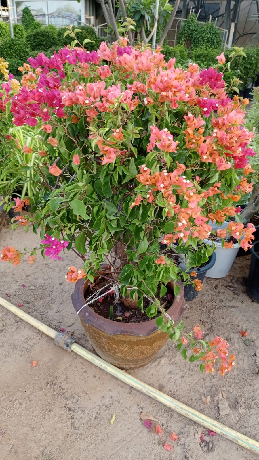 Bougainvillea 🌺 بوغانفيليا