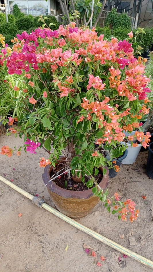 Bougainvillea 🌺 بوغانفيليا