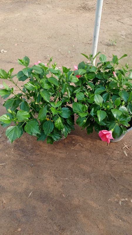 Hibiscus   خُبّازِيّة (Khubbāzīyah)