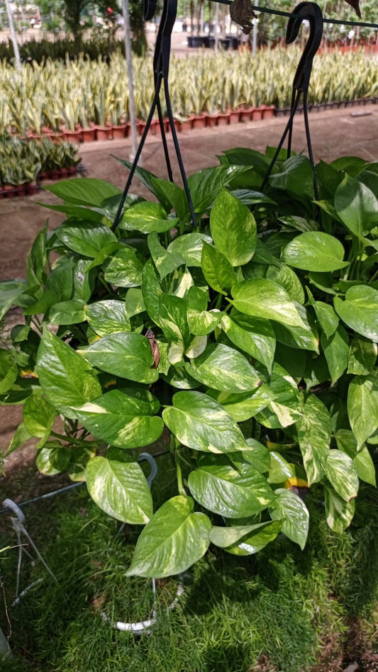 بوتس (Boutus)  (Epipremnum aureum)
